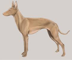 犬を家族に迎える前に